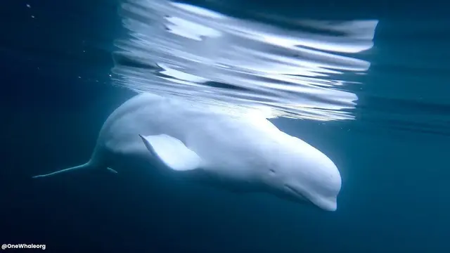 10 Fakta Menarik Paus Beluga, Sang Kenari Laut Arktik yang Memukau - Hot berita69.org