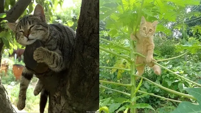 10 Potret Lucu Kucing di Atas Pohon, Ada yang Tidur Hingga Takut Ketinggian - Hot berita69.org