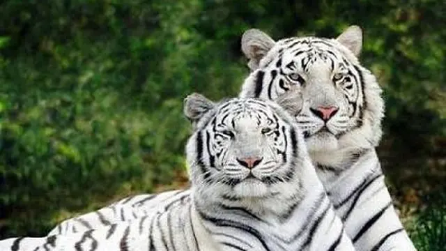 15 Fakta White Tiger atau Macan Putih, Ini Nasibnya di Tengah Ancaman Kepunahan - Hot berita69.org