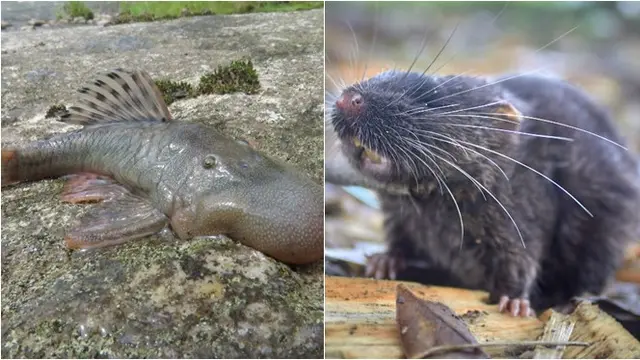 27 Spesies Baru Ditemukan di Hutan Hujan Peru, Ada Ikan Kepala Gumpal dan Tikus Amfibi - Hot berita69.org