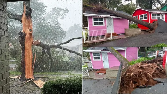 6 Potret Pohon Tumbang Akibat Angin Puting Beliung Ini Ngeri,Â HantamÂ Rumah - Hot berita69.org