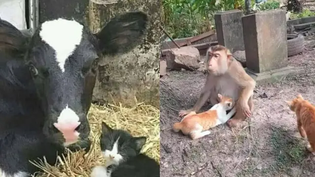 7 Potret Nyeleneh Hewan Salah Asuh, Ada Kucing yang Menyusu Monyet - Hot berita69.org