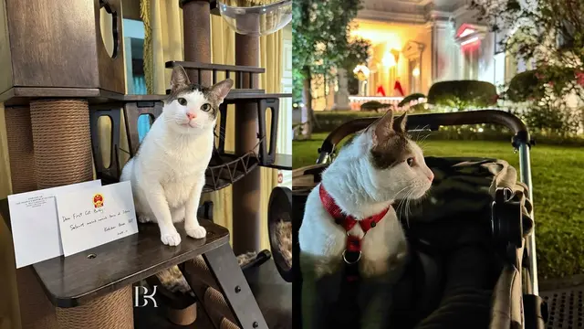 7 Potret Rumah Bobby Kertanegara Kucing Prabowo dari Dubes China, Mewah - Hot berita69.org