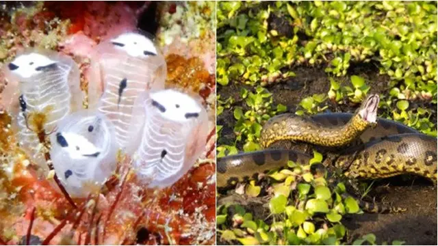 7 Spesies Hewan Unik yang Ditemukan Tahun 2024, Ada Ular Terbesar di Dunia - Hot berita69.org