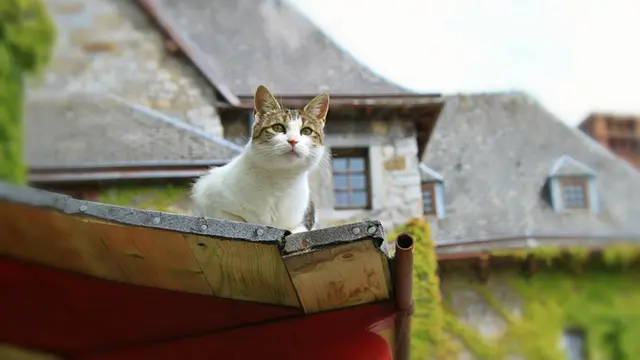 7 Tanaman yang Ditakuti Kucing, Ampuh Usir dari Halaman dan Rumah - Hot berita69.org