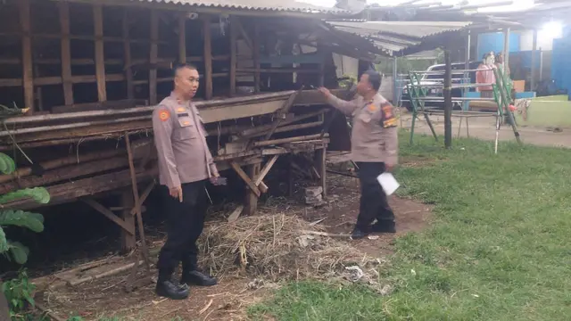 8 Kambing Warga Depok Digondol Maling, Hanya Disisakan Jeroan di Kandang - News berita69.org