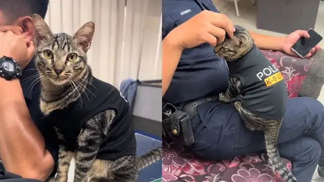 Bukan Anjing, Kucing Ini Jadi Anggota K-9 Polisi yang Malah Bikin Gemas - Hot berita69.org