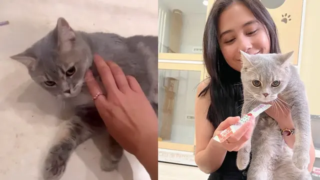 Dulu Sempat Takut, Ini 7 Potret Prilly Latuconsina Adopsi Kucing Imut Bernama Mochi - Hot berita69.org