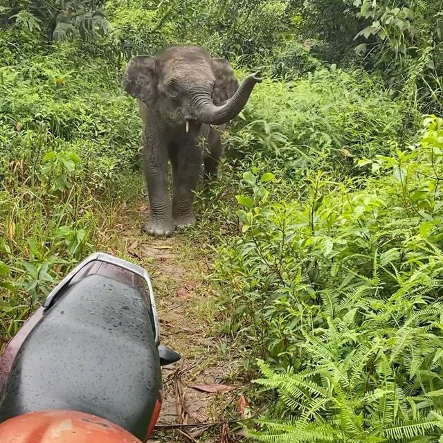 Gajah dan Badak Sedang Jadi Sorotan, Simak Hoaks Seputar 2 Satwa Ini