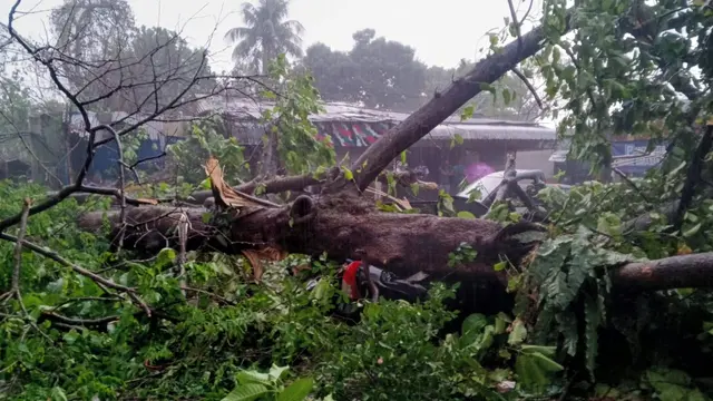Hujan Deras di Kota Bogor, 2 Mobil Ringsek Tertimpa Pohon Tumbang - News berita69.org