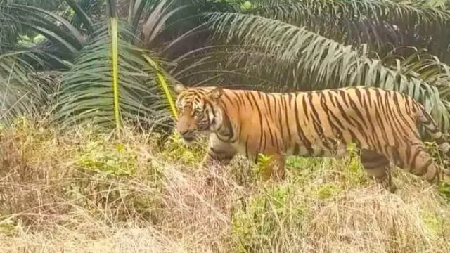 Kepala BBTNBBS: Video Viral Warga Dimangsa Harimau Hoaks - Cek Fakta berita69.org