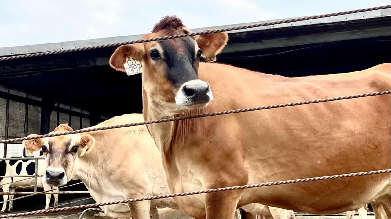 Kumpulan Hoaks Terbaru Seputar Bantuan Ternak Gratis, Simak Daftarnya