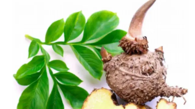 Mengenal Porang, 'Harta Karun' dengan Kapasitas Besar untuk Kebugaran dan Perekonomian - Hot berita69.org