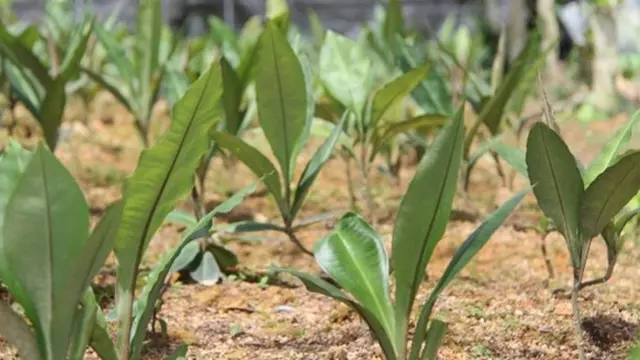 Mengenal Rumput Fatimah, Pahami Manfaat bagi Medis dan Efek Sampingnya - Hot berita69.org