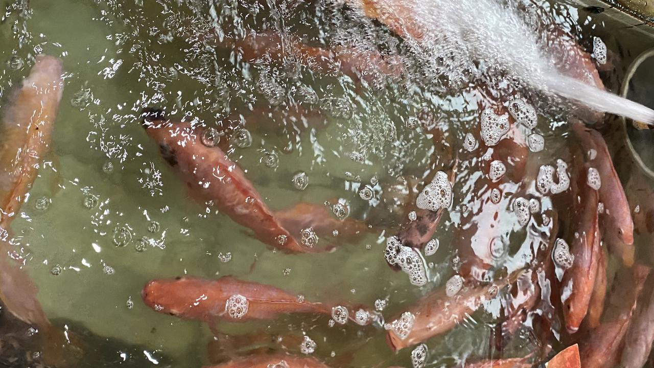 Ragam Hoaks Seputar Bantuan Ikan dari Pemerintah, Simak Faktanya