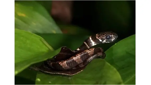 TOP 3: Bunga yang Ditakuti Ular hingga Tanaman Lain yang Mengundang Reptil ke Rumah - Hot berita69.org