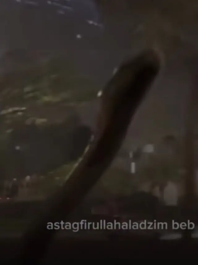 Viral Ular Muncul di Kaca Mobil saat Berkendara di BSD, Ini Kata Damkar yang Evakuasi - News berita69.org